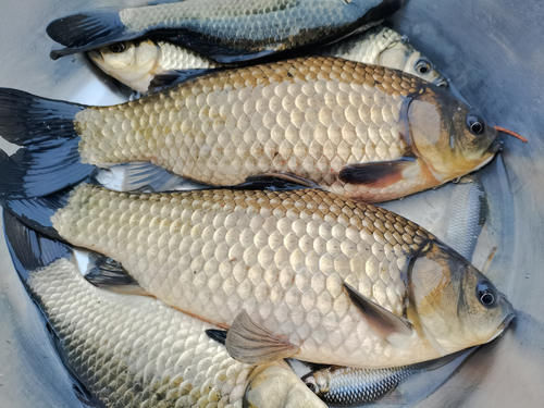 天然的钓饵“添加剂”,鲫鱼喜欢吃,鲤鱼抢着吃,你用过吗?