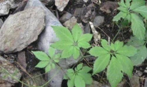 中年|生长在路旁,曾是开荒的拦路虎,殊不知是“南方人参”,名贵药材