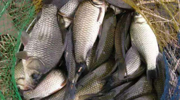 保鲜膜|五款自制饵料配方,鲫鱼疯狂着迷,杂鱼不沾,盛夏野钓大板鲫必备