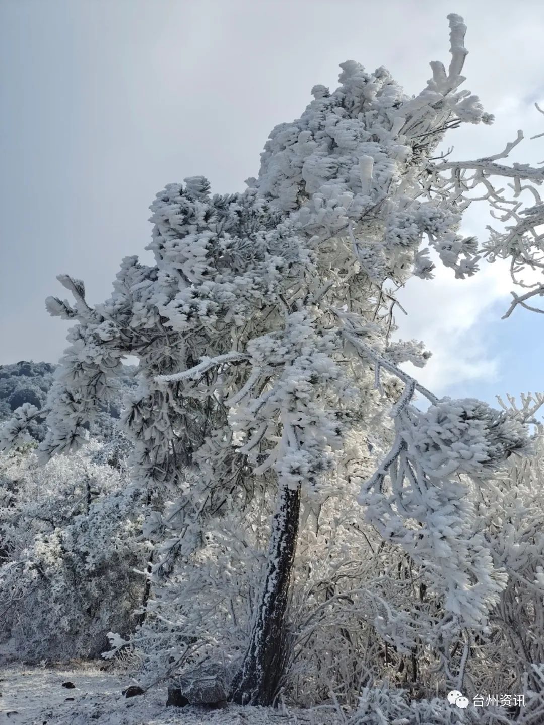 美景|天台大雷山雾凇美景玉树琼枝晶莹剔透令人神往！