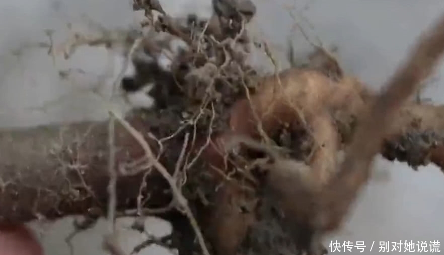 農(nóng)村這種野草,幾十年前是“豬飼料”如今一斤50元根莖成稀罕貨