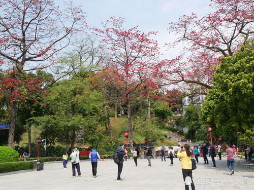 广州此地木棉花开得火旺，免费赏花观看，游人连连称赞