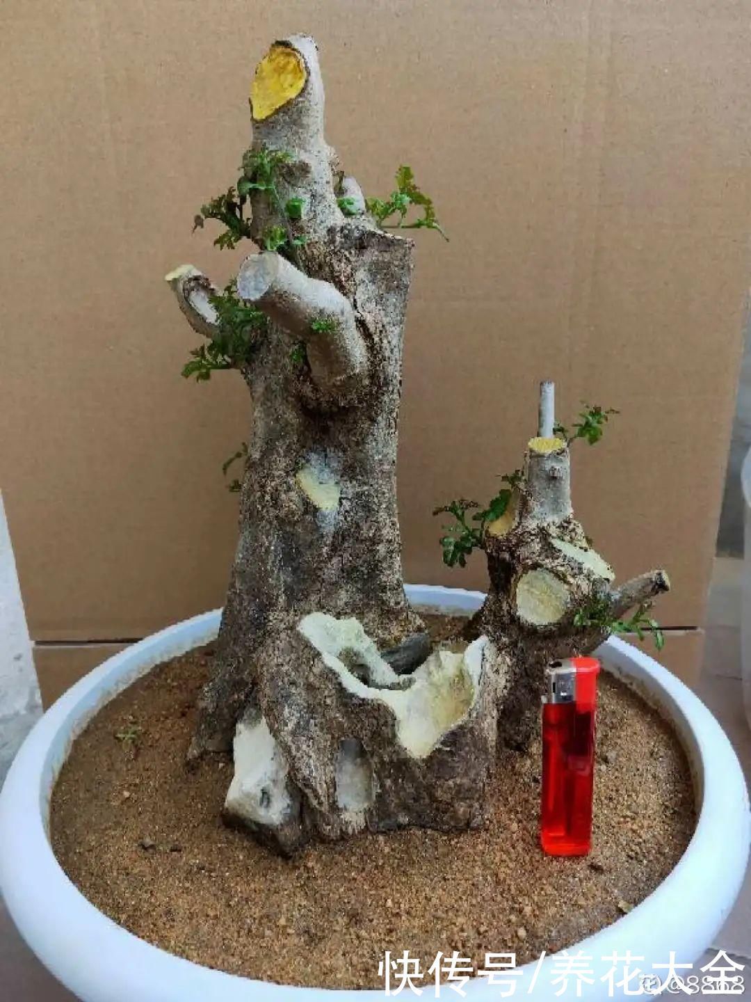 农村当柴烧的花,原来可以当盆景,给一千块也不卖