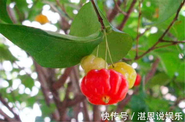 果子|七月多吃三种果子,补充营养滋补身体,还有美肤效果,好吃不贵!