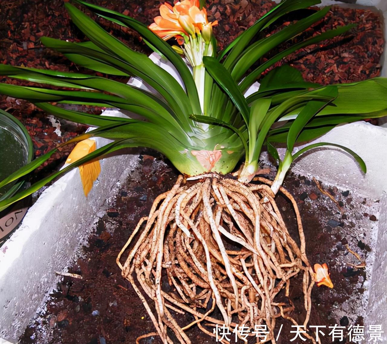 想要“养好”君子兰，建议改掉“3个坏习惯”，做对2件事