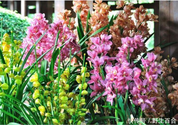 家里要养这种花,开花吉祥又喜庆,红红火火好运来!