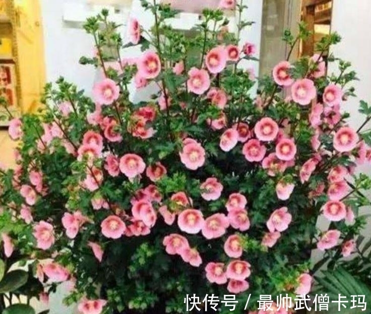 养护|几种花,开花漂亮又好养,养上一盆四季欣赏,好养活还不贵