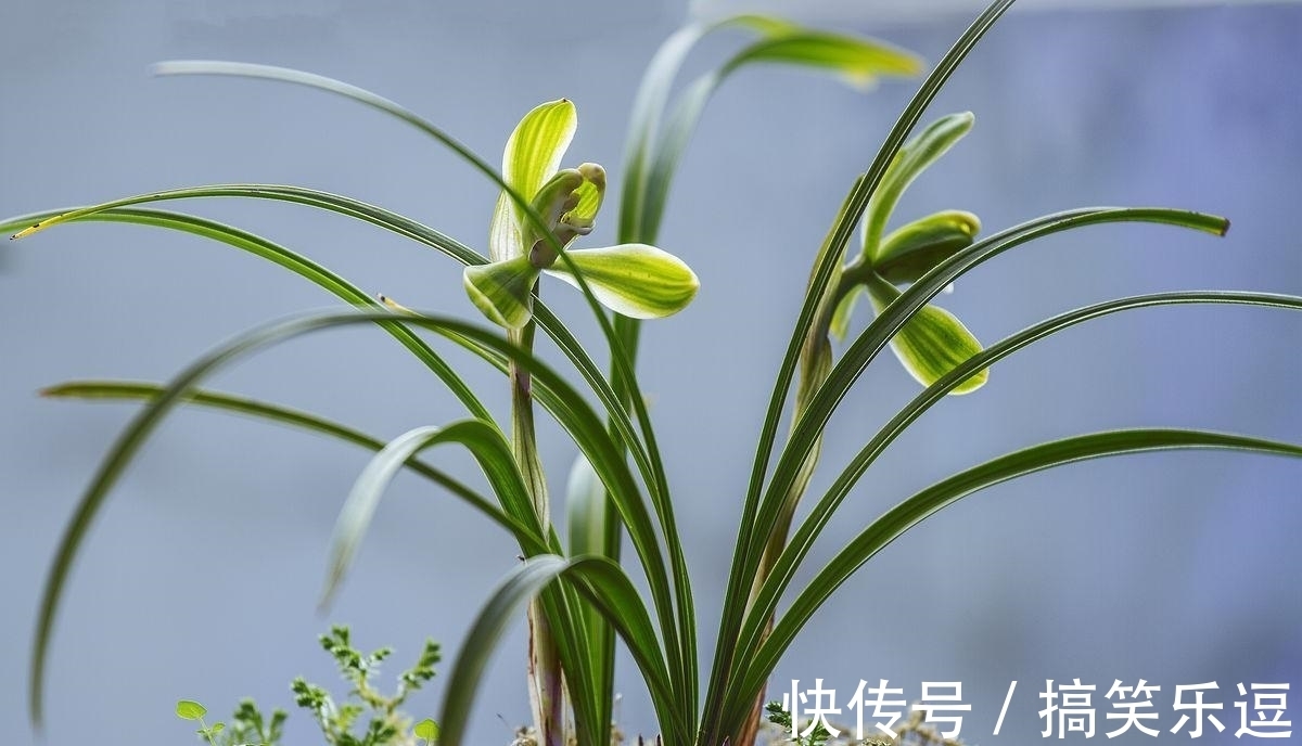 树荫|立秋，做对几点，兰花才能开花，可别忽略了