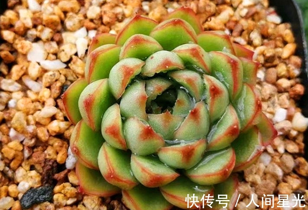 夏梦|这些多肉出状态后,如梦一样美丽,度夏都不算太难