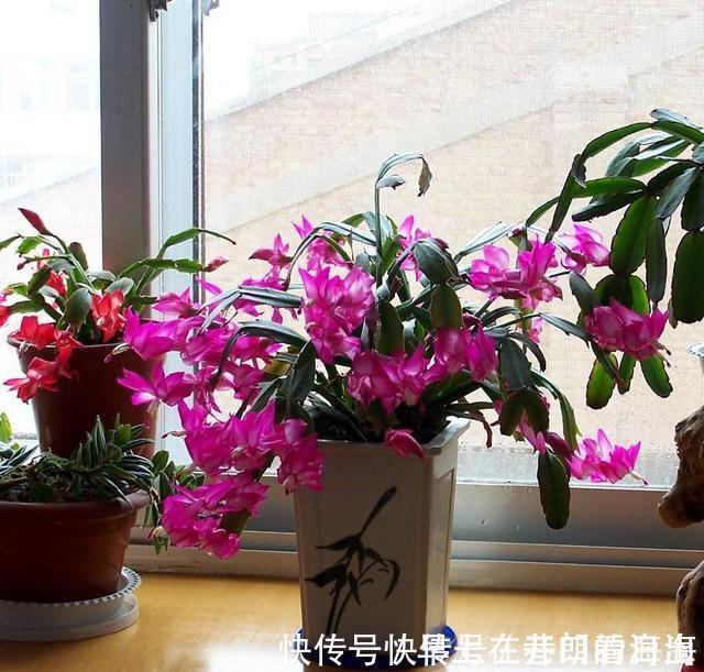 天冷|天冷了,15种漂亮花喜欢“大太阳”,多晒长得壮,花更多