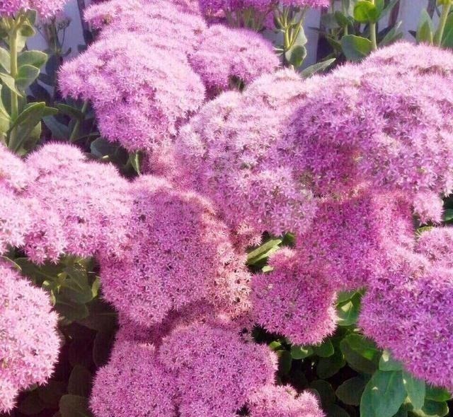 有院子一定要养“2种”花，剪1根枝条“沾土就活”，变成小花园！