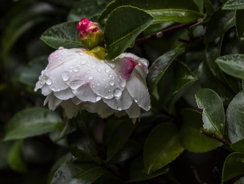 茶花长花苞了,花还没开花苞就蔫了,赶紧救治晚了不开花