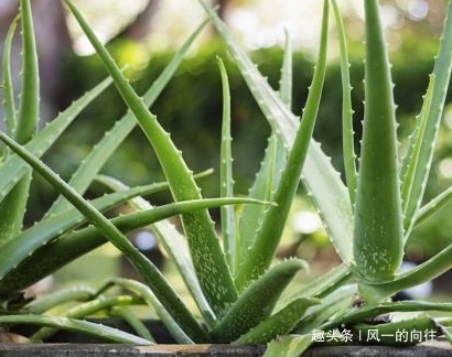 最不喜欢喝水的三种绿植，越不浇水越能轻松长不停，好看又耐活