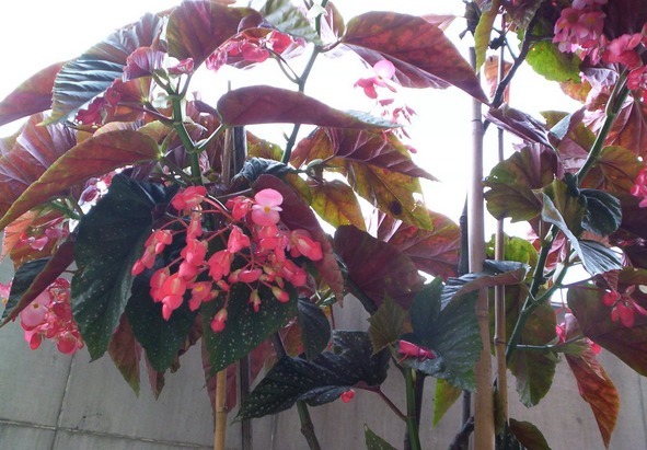 扦插就能活的花夲，四季有花开观赏性强，一年300天都开花