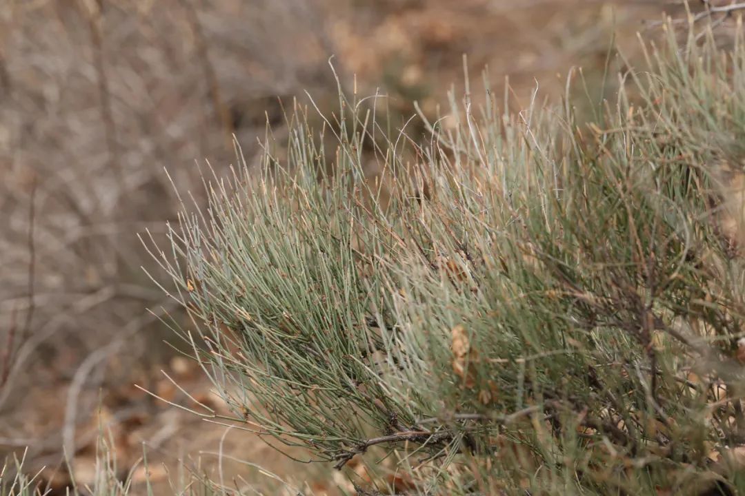 伤寒论|寒冬来袭,感冒频发,医圣张仲景的5个经典良方,不妨了解一下