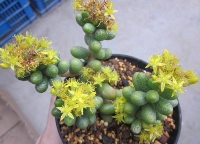 三种多肉植物不要养了，毒性很强大，特别家里有小孩