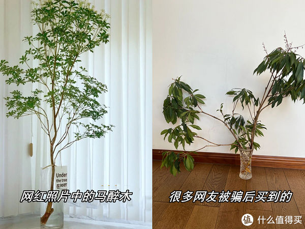 菜板|如果经济不宽裕,千万别盲目入手这些家居产物,买得起“用不起”