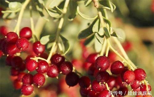 排毒圣果|女性50岁后,吃“排毒圣果”,排出毒素,软化血管,抗衰老更长寿