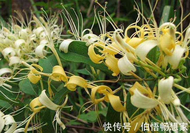 美容洁肤|农村人4种“救命草”,祛病防癌助长寿,美容洁肤防衰老,了解下