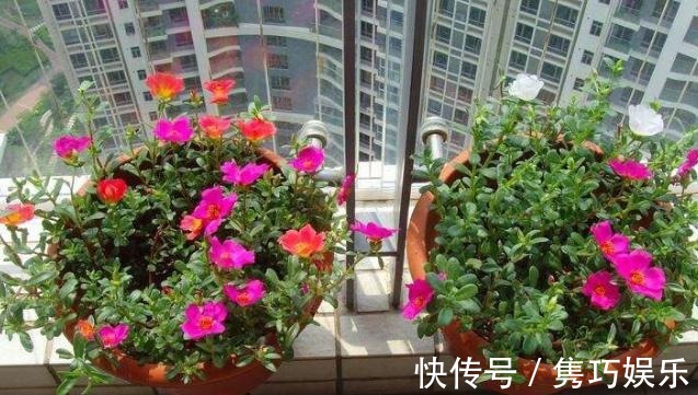 新手养花失败,大部分原因在于浇水不当!学会这3方法减少伤亡