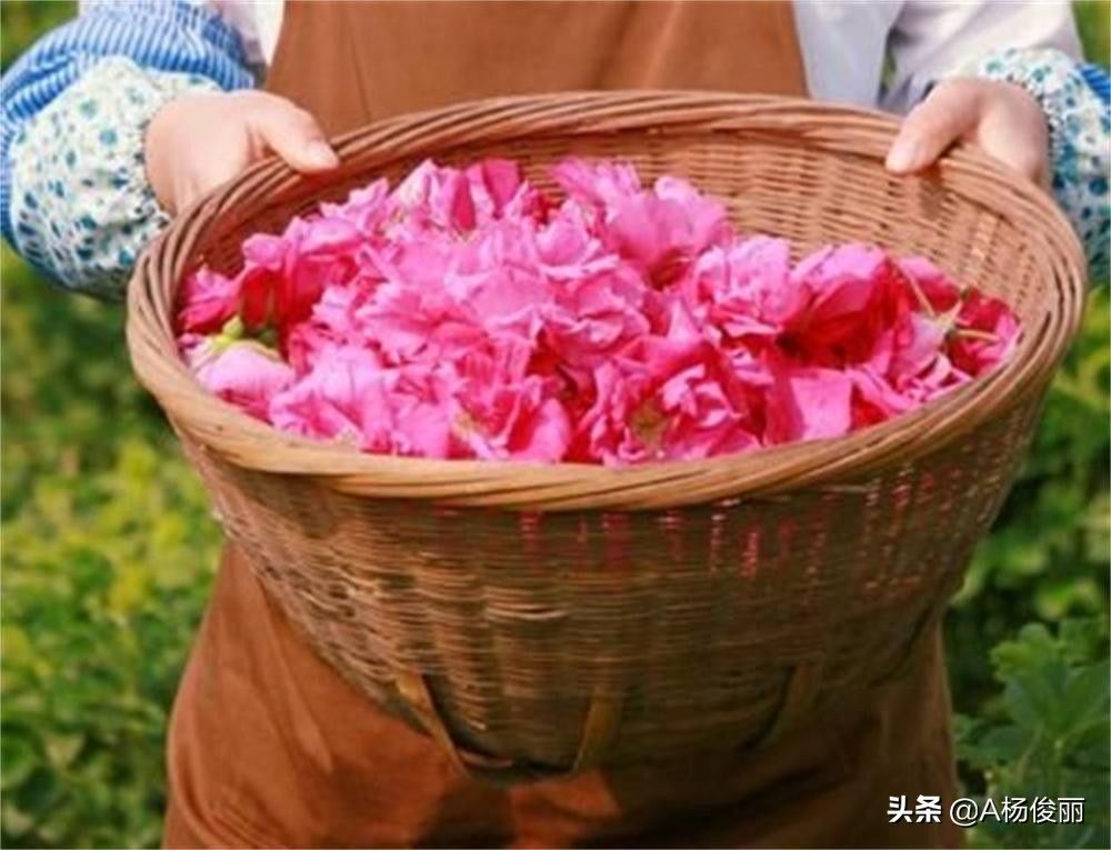 糯米|杨老师:教你制作玫瑰花酒酿,高颜值营养美味