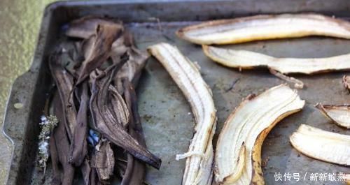 香蕉皮|香蕉皮,养花界的“春泥”,简单处理就能护花,添营养、省钱