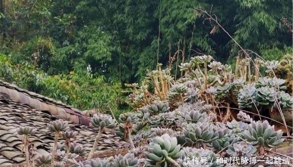 这里的多肉不要钱,长在房顶瓦缝里,还是漂亮大老桩
