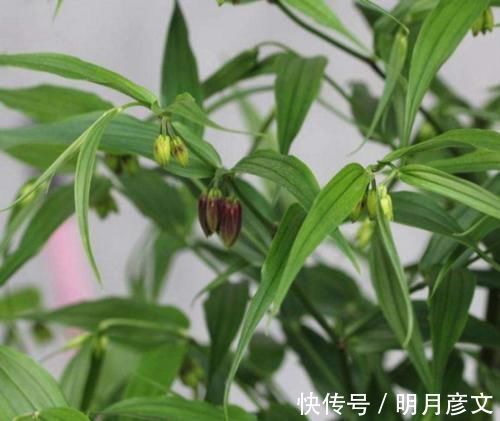 可治|一种民间草药,10大妙用法,搞定跌打损伤、风湿骨痛等10种常见病