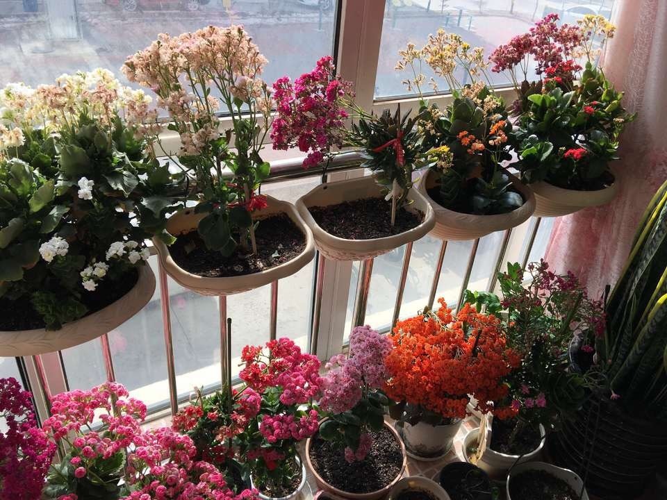 花盆|长寿花、天竺葵“快睡醒了”,准备2种肥撒盆里,9月呼呼冒