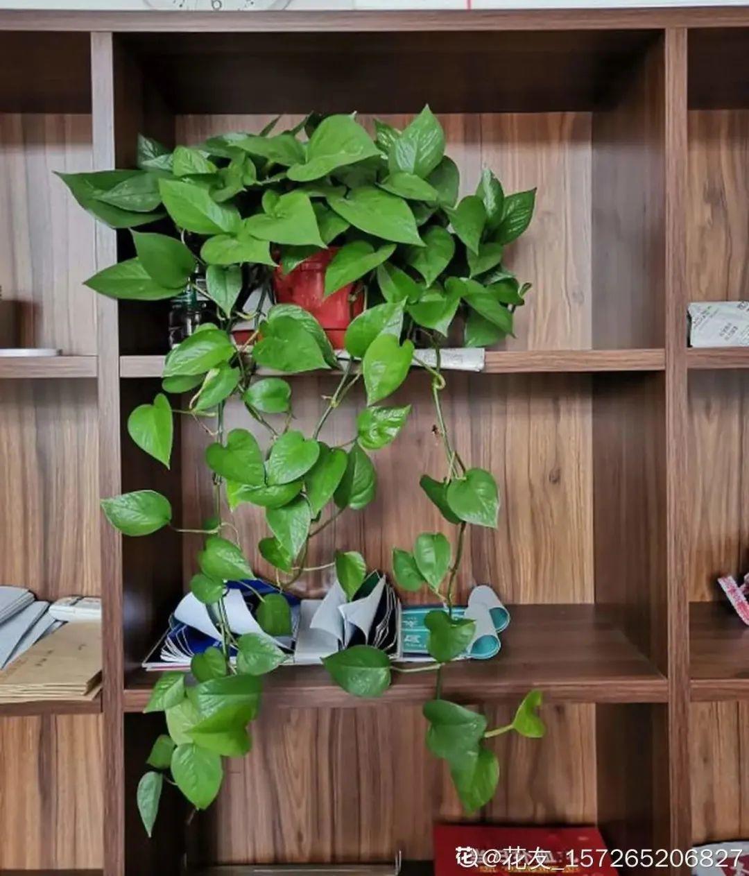 10种“养不死”的花,绿萝只能排最后一名,养死3种以上的举手