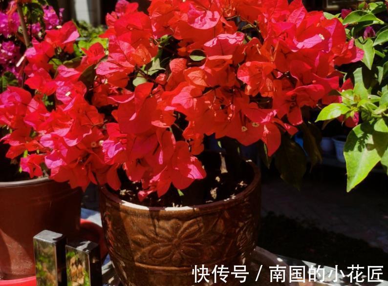 枝条|秋天凉,养三角梅把握住这4点,花叶健康,长势越来越好