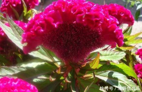 此花名字粗暴，不过却有着美丽的外表，所代表的是永恒的爱