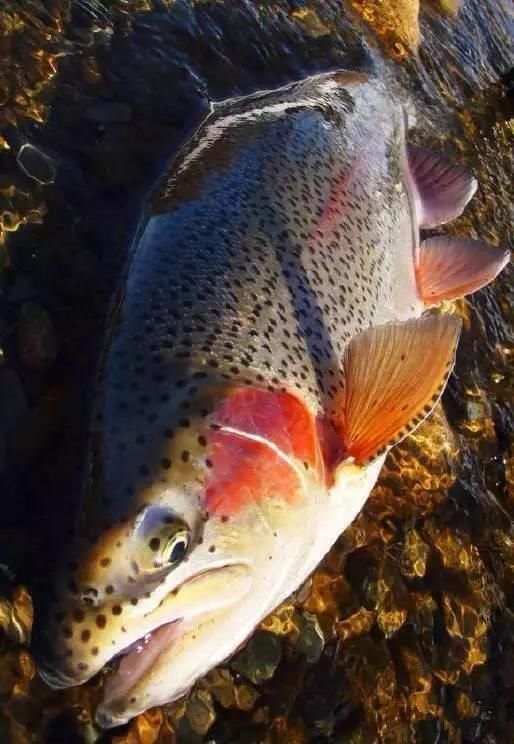 海鲜|渔民整理的海鲜大全,以后再也不怕不认识海鲜了