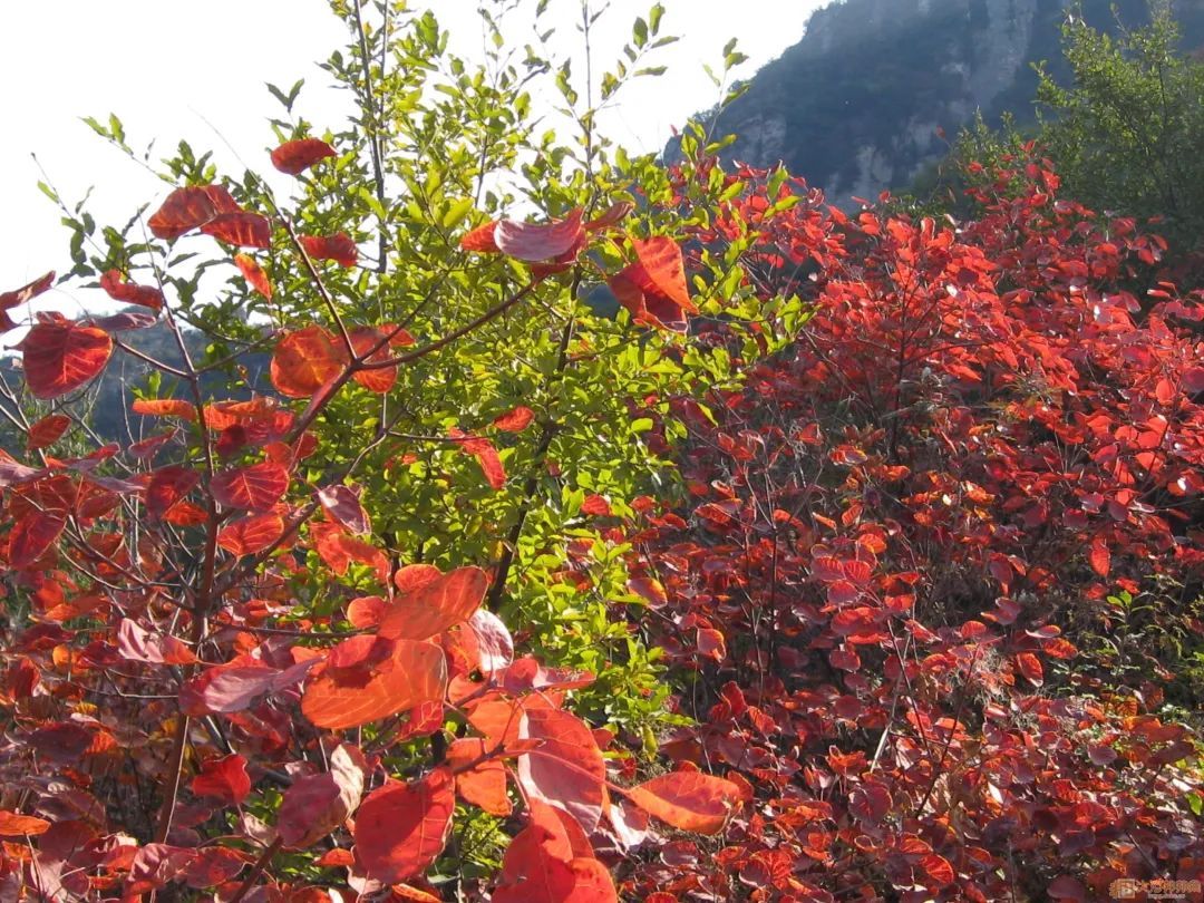 铜山|再不去就晚了！赏枫季来袭，驻马店这些地方的红叶美翻了