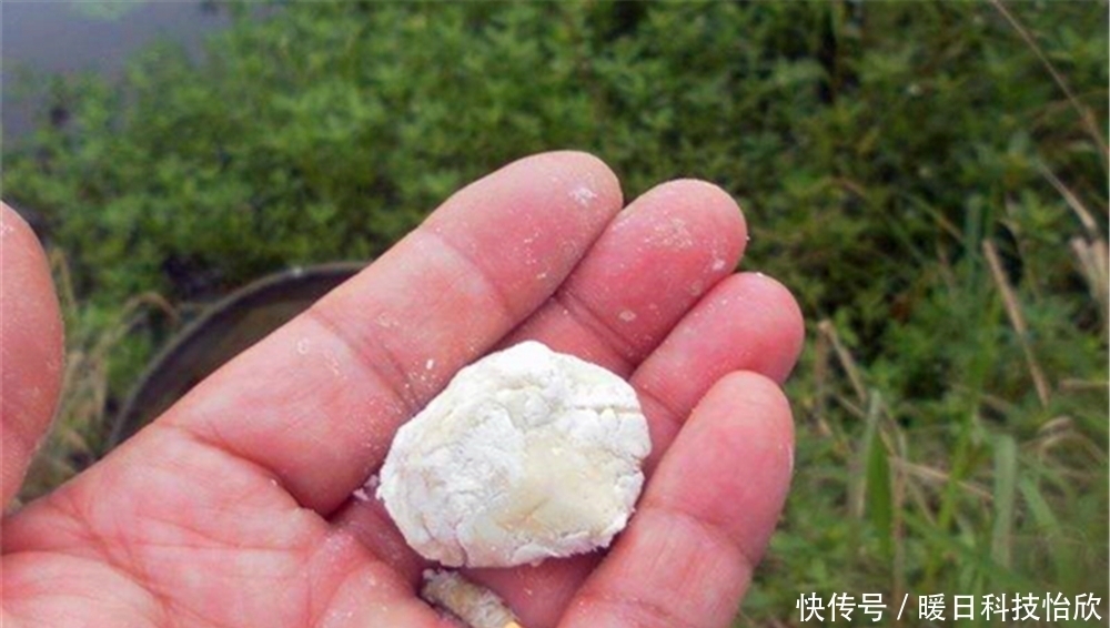 进食|鲫鱼怕高温,夏季不易钓,多用这些招数,轻松钓到大鲫鱼!