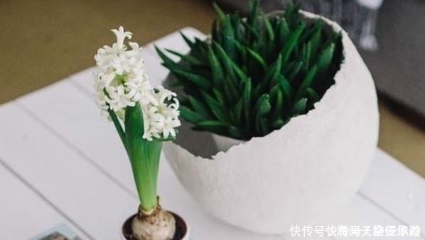 通病|养花人的五大通病,只要占了三条,就已经是个资深的花迷了