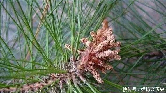 白糖|农村的天然白糖，就长在松树上，还能治病，是个啥？