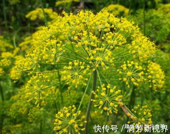 要点|孜然祛寒除湿,杀菌抑菌,植物孜然种植四要点,收获高品质孜然来