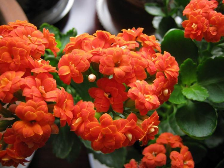 喜欢养花,不如养盆长寿花,养在家里造型秀丽,美艳动人,超美