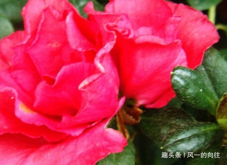 家养杜鹃花总是难开花,学会这三个小技巧,轻松花开爆满盆