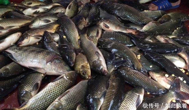 钓鱼|秋钓草边“三钓”、“三不钓”,用好了总有一次要爆护!