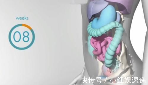 妈妈|怀胎十月,胎儿把妈妈的内脏挤哪去了?十张过程图带你了解