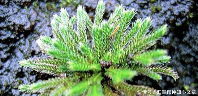 九死还魂草|石缝里看到“它”,别去踩,挖2棵种花盆上,1年成“盆景”,美!