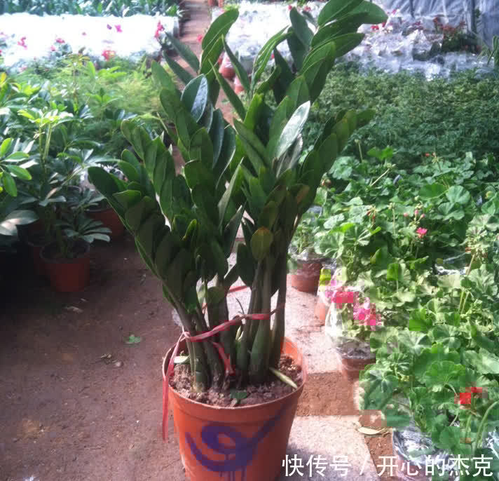 这些漂亮花要“控制”养,勤快人容易养成“秃子”,懒人养的棒