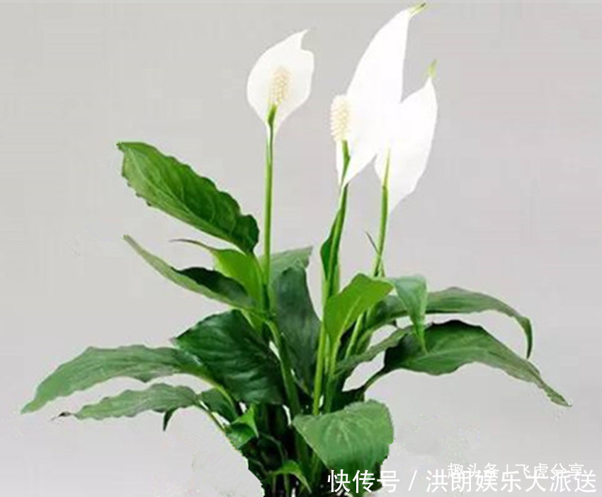 种花|买花要留意,三种花不能买,很难养活,告诉你一个买花小窍门