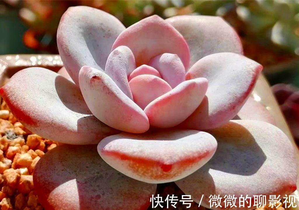 和冰雪有关的多肉,虽然有些让人高攀不起,但养出状态后堪称绝美