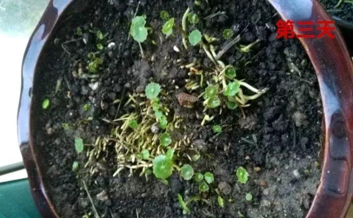 长势超快的9种花,5天爆盆,7天开花,超有成就感!