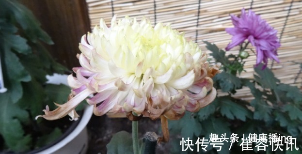 喜欢菊花，不如养盆优良名菊“唐宇云霄”，清新之美，气质典雅！