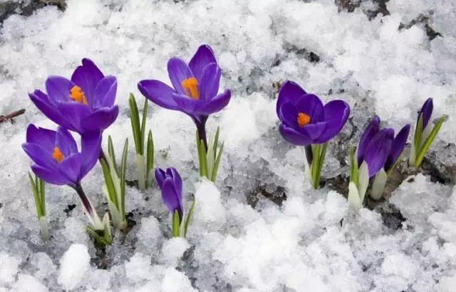 名贵植物排行,令人大开眼界!