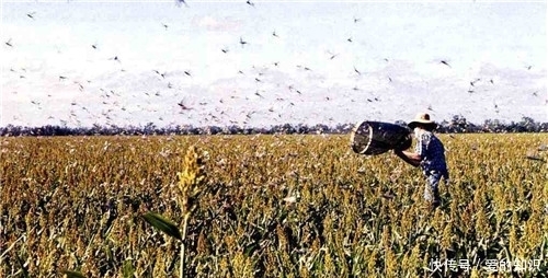 古代|古代闹蝗灾,为啥百姓宁愿挨饿也不吃蝗虫?专家:他们不能也不想